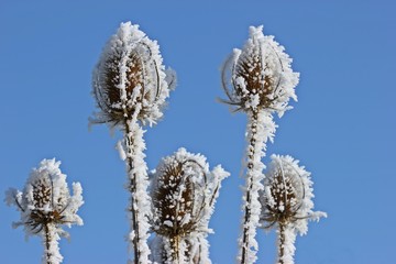 Samenstände der Wilden Karde (Dipsacus fullonum) mit Raureif vor blauem Himmel
