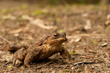 European Toad (Bufo bufo)