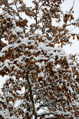 Maple tree in a park on winter