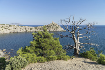 Two relict pine, live and dead, over the sea. Crimea, September.