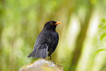 Amsel