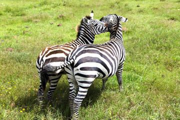 Mom zebra and her foal graze on lush meadows in Ngorongoro Crater Conservation Area, Tanzania. East...
