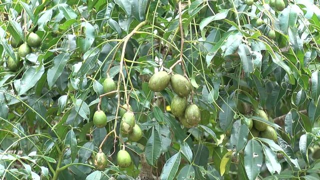 Spondias dulcis fruit fruitfu