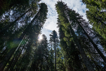 Beautiful Sunny Forest Scenery At Summer