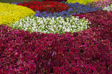 Fototapeta na wymiar Suitable for background. Garden with tightly planted flowers invarious geometric shapes.