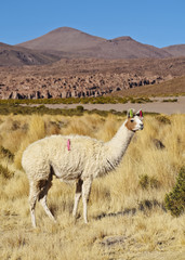 Bolivia, Potosi Departmant, Nor Lipez Province, Llama on the shore of the Laguna Yapi.