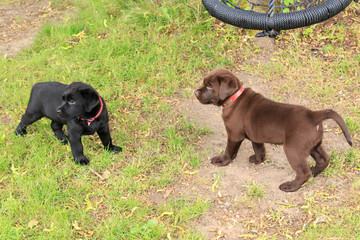 labrador puppies playing