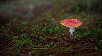 Red mushroom