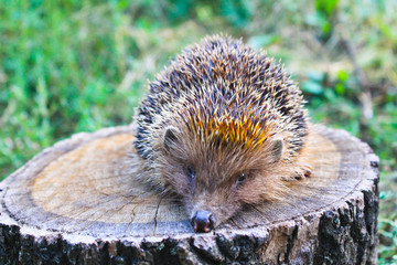 Hedgehog on the log
