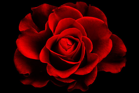 Red rose wallpaper with special  color and light effect 