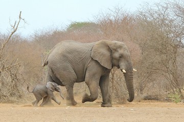 Fototapeta na wymiar African Elephant Background - Cute Baby Animals in the Wild