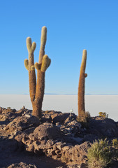 Bolivia, Potosi Department, Daniel Campos Province, Salar de Uyuni, View of the Incahuasi Island with its gigantic cacti(Trichocereus pasacana) at sunrise.