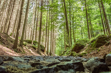 Edited photograph of a dense forest