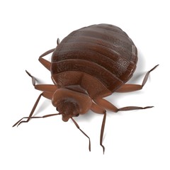 realistic 3d render of bedbug