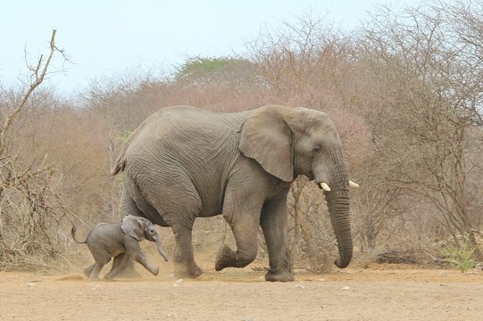 African Elephant Background - Cute Baby Animals in the Wild