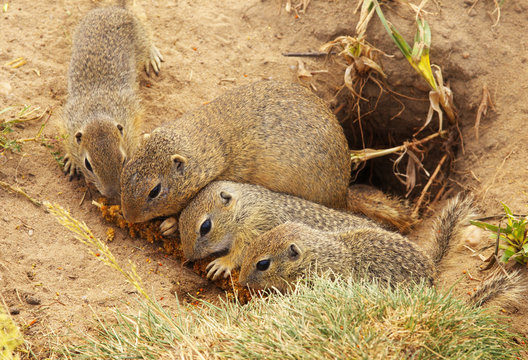 Group of Eating Ground Squirrels