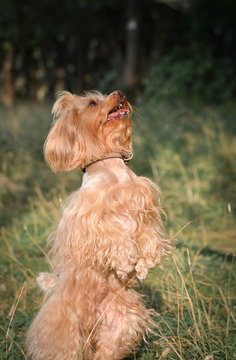 Dog summer