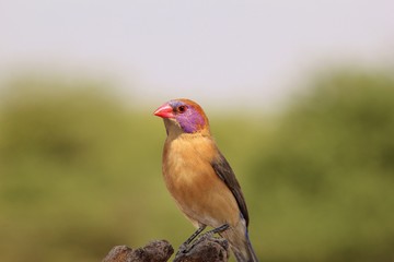 Violet-Eared Waxbill - Exotic Colorful Wild Bird Backgrounds from Africa