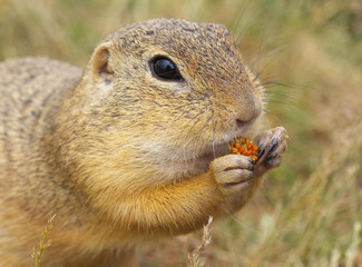 Eating Ground Squirrel