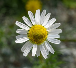 Chamomile flower (Matricaria chamomilla)