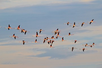Flamingo Flight - African Wild Bird Background - Journey of Color