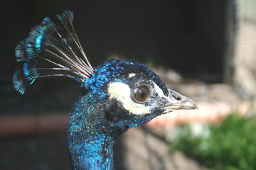 Close up of a peacock head