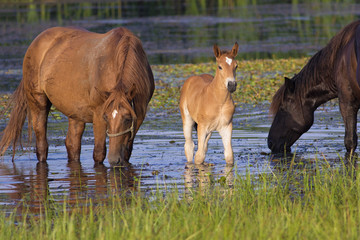 Two horses and foal drinking