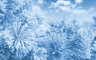 Winter bright landscape. Winter Christmas background with bright flowers pine in hoarfrost.