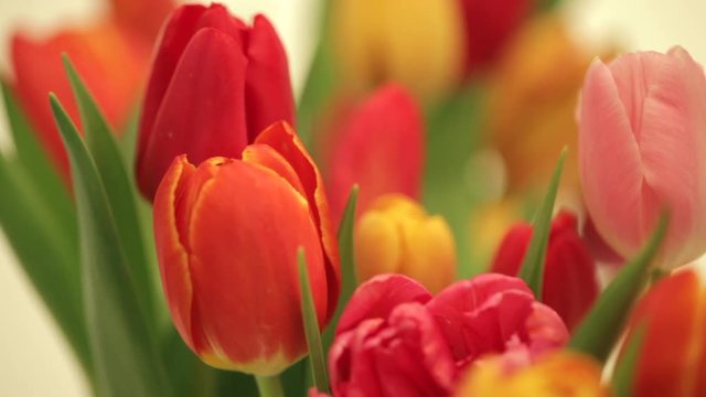 Tulpen Sch&auml;rfeverlauf vor wei&szlig;em Hintergrund