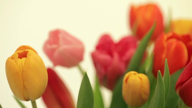 Tulip slider on white background