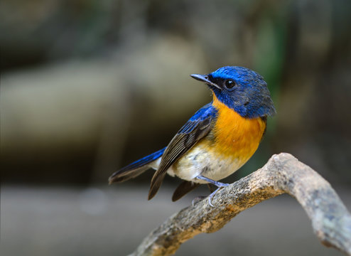 Blue-throated Flycatcher(Cyornis rubeculoides), beautiful blue bird on branch.