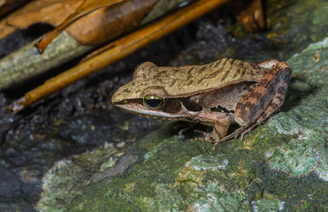 Yellow Frog(Rana lateralis),beautiful frog on green stone.