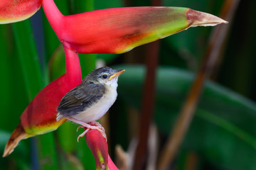 Plain Prinia or White-browed Prinia or Plain Wren-Warbler or Brown Wren-Warbler(Prinia inornata),...