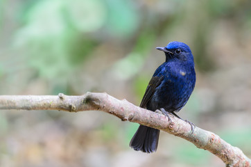 White-tailed Blue Robin or White-tailed Robin (Myiomela leucura), blue bird on branch with green background.