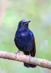 White-tailed Blue Robin or White-tailed Robin (Myiomela leucura), blue bird on branch with green background.