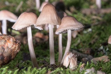 Bunch of mushrooms growing on a grassy ground