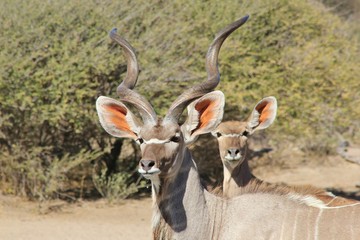 Fototapeta premium Kudu Bull - African Wildlife Background - Horn Spiral