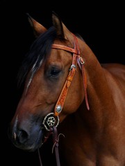 Close up of a hore with a bridle tied to its head