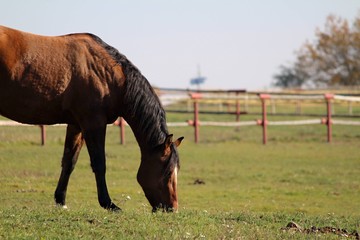 Black and brown horse grazing in a grassland