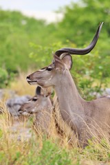 Kudu Bull - African Wildlife Background - Grey Ghost of the Savanna