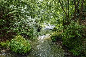 Fototapeta na wymiar A stream of water flowing through a dense, green forest
