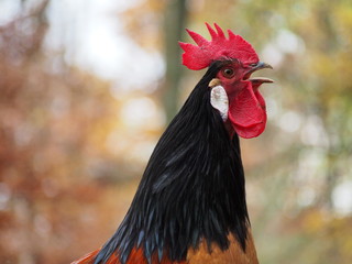 Hahn