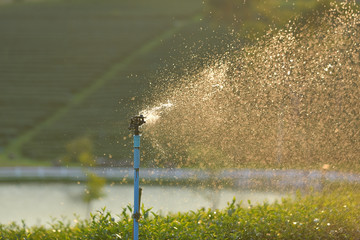 Automatic Sprinkler irrigation system watering in tea plantation