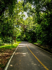 Fototapeta premium country road with green tree