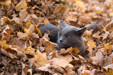 Gray cat in fall leaves