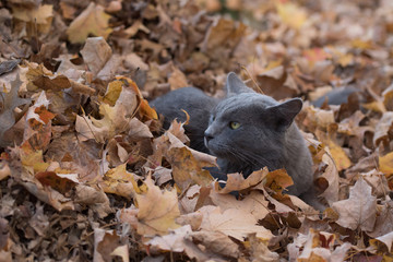 Gray cat in fall leaves
