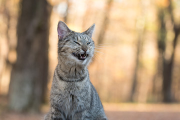 Obraz premium Tabby cat yawning