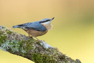 Eurasian nuthatch