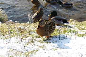 Zła kaczka © Patdrig Torc