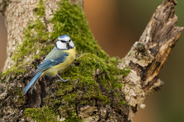 Eurasian blue tit